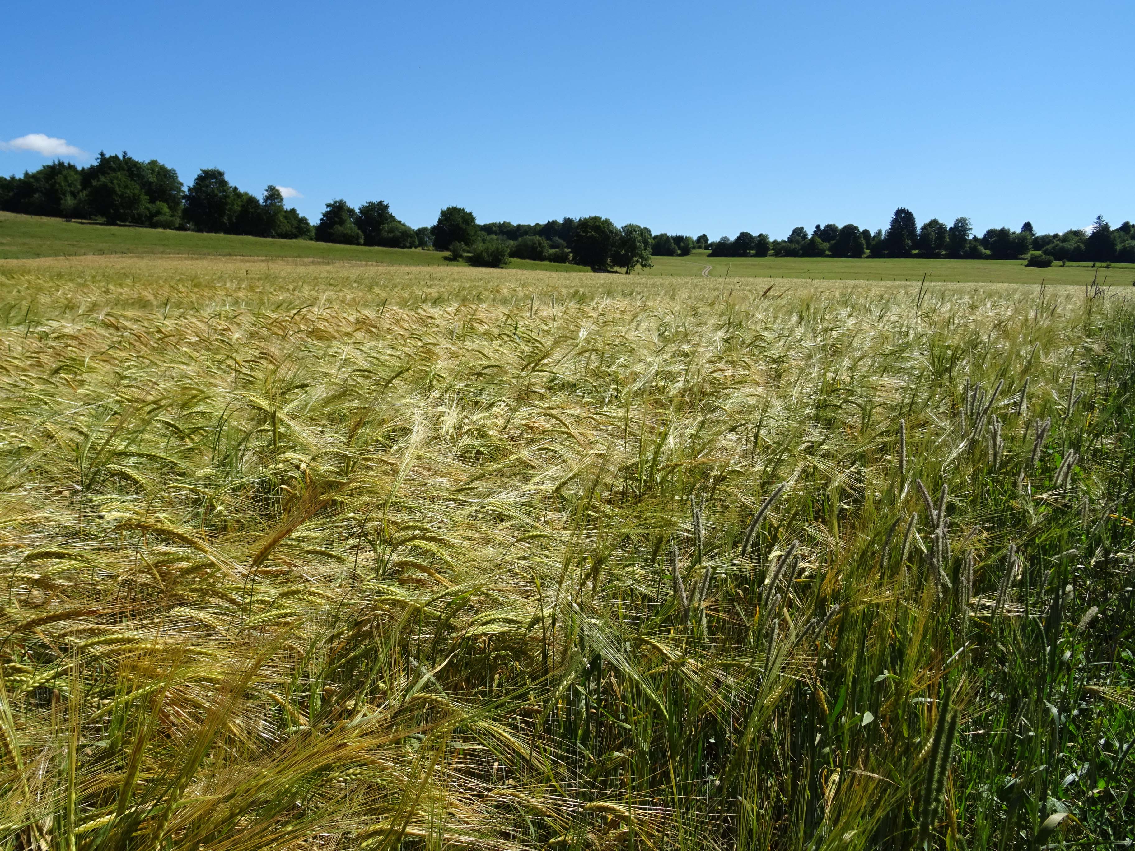 2GAEC CHEZ GRAINE 4 07 2017