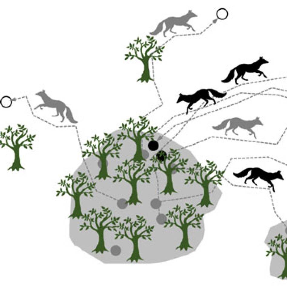 Offre de contrat post-doctoral : simulations de mouvement pour la modélisation de la connectivité des habitats