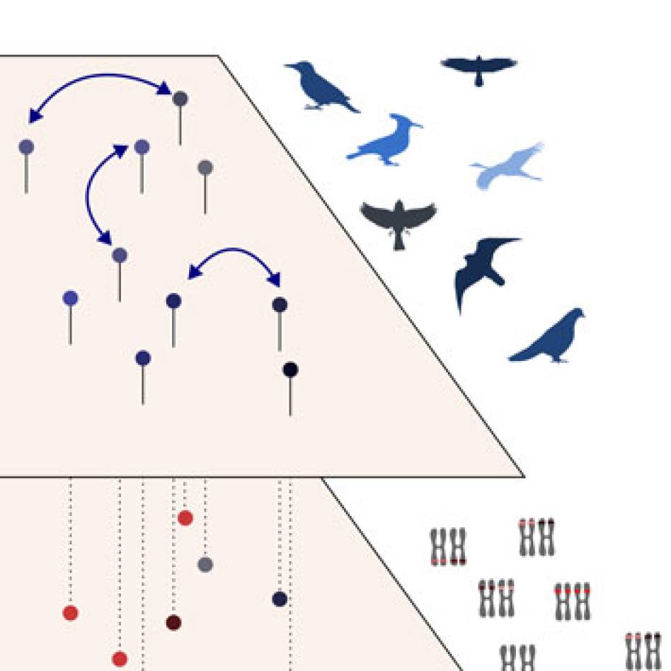 Offre de contrat post doctoral : Modélisation couplée de la structure génétique des populations et de la dynamique de métacommunautés au sein de réseaux d’habitats